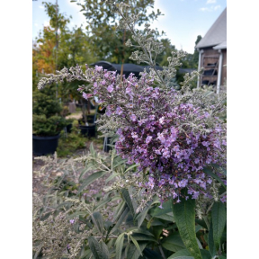 Buddleja x 'Grande Cascade' PP 30868 - Grande Cascade Butterfly Bush