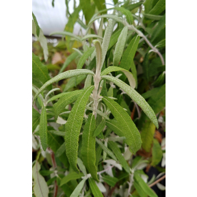 Buddleja loricata - Mountain Sagewood