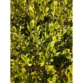 Buxus microphylla 'Peergold' - PP 16053 - Peergold Boxwood