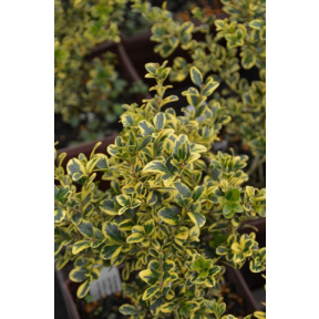 Buxus sempervirens 'Borderline' - Borderline Boxwood