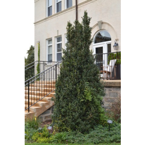 Buxus sempervirens 'Dee Runk' - Dee Runk Boxwood