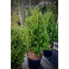 Buxus x 'Green Mountain' - Green Mountain Boxwood
