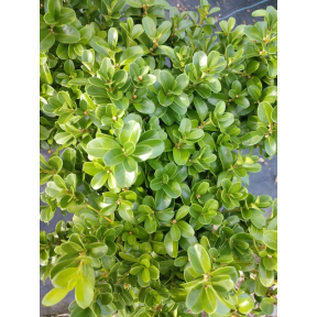 Buxus x 'SB 108'  PP 28888 - Independence® Boxwood