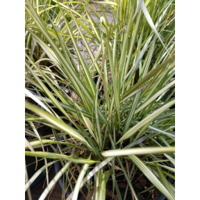 Calamagrostis x acutiflora 'Lightning Strike' - Lightning Strike Feather Reed Grass