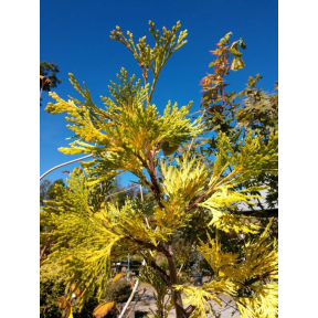 Calocedrus decurrens 'Maupin Glow' - Maupin Glow Incense Cedar