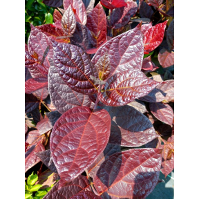 Calycanthus floridus var. purpureus 'Burgundy Spice' PP 28886 - Burgundy Spice Sweetshrub