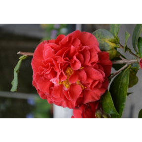 Camellia japonica 'Blood of China' - Blood of China Japanese Camellia
