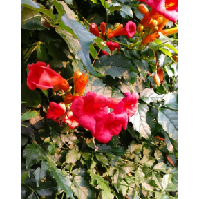 Campsis radicans - Trumpet Vine