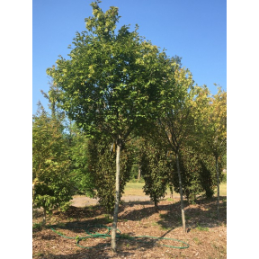 Carpinus betulus 'Globosa' - Globosa European Hornbeam
