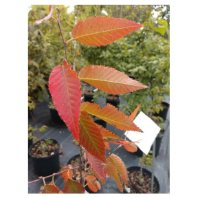 Carpinus caroliniana 'Fire Belle' PPAF - Fire Belle American Hornbeam