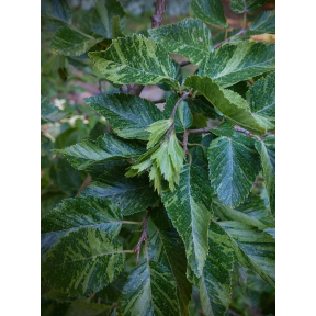Carpinus coreana 'Yokoi Splash' - Yokoi Splash Korean Hornbeam