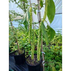 Carpinus fangiana - Monkey Tail Hornbeam