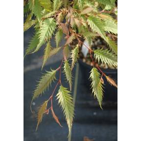 Carpinus japonica 'Silver Lace' - Silver Lace Japanese Hornbeam