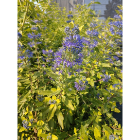 Caryopteris x clandonensis 'Gold Crest' PP 32310 - Gold Crest Blue Mist Shrub