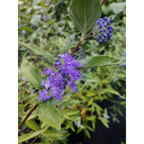 Caryopteris x clandonensis 'Longwood Blue' - Longwood Blue Blue Mist Shrub