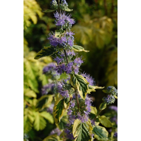 Caryopteris x clandonensis 'Summer Sorbet' PP 15935 - Summer Sorbet Blue Mist Shrub