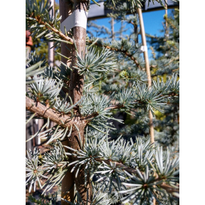 Cedrus atlantica 'Horstmann' - Horstmann Blue Atlas Cedar
