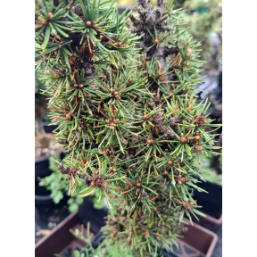 Cedrus brevifolia 'Kenwith' - Kenwith Cyprian Cedar