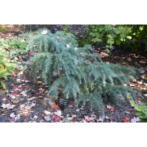 Cedrus deodara 'Feelin' Blue' - Feelin' Blue Himalayan Cedar