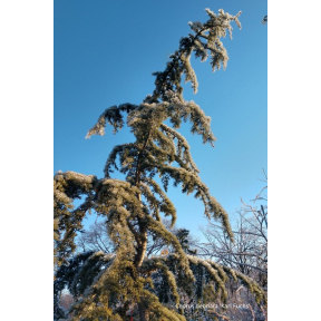 Cedrus deodara 'Karl Fuchs' - Karl Fuchs Himalayan Cedar