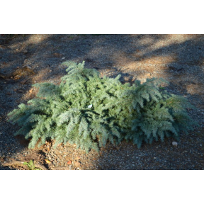 Cedrus deodara 'Prostrate Beauty' - Prostrate Beauty Himalayan Cedar