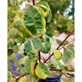 Cercidiphyllum japonicum (Variegated Selection) - Variegated Katsura