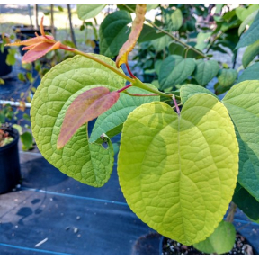 Cercidiphyllum japonicum 'Yuki's Yellow' - Yuki's Yellow Katsura
