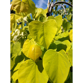 Cercis canadensis 'NC2015-12' PP 31658 - Golden Falls® Eastern Redbud
