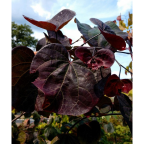 Cercis canadensis 'JN16' Black Pearl™  PP 28627 - Black Pearl™ Eastern Redbud