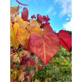 Cercis canadensis 'NC2016-2' PP 31260 - Flame Thrower® Eastern Redbud