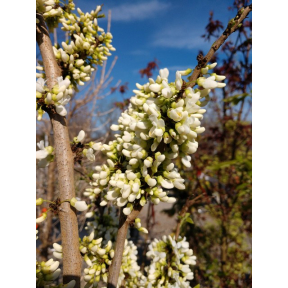 Cercis chinensis 'Shirobana' - White Chinese Redbud
