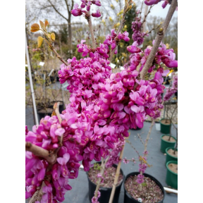 Cercis chinensis 'Kay's Early Hope' - Kay's Early Hope Chinese Redbud