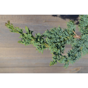 Chamaecyparis lawsoniana 'Wissel's Saguaro' - Wissel's Saguaro Lawson's False Cypress