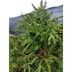 Chamaecyparis obtusa 'Bridget'  - Bridget Hinoki Cypress