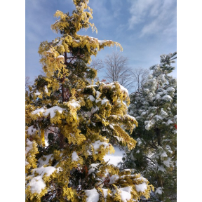 Chamaecyparis obtusa 'Crippsii' - Crippsii Hinoki Cypress