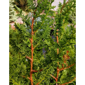 Chamaecyparis obtusa 'Filicoides Compact' - Compact Filicoides Hinoki Cypress