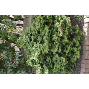 Chamaecyparis obtusa 'Kosteri' - Kosteri Hinoki Cypress
