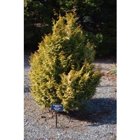 Chamaecyparis obtusa 'Melody' - Melody Hinoki Cypress
