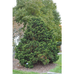 Chamaecyparis obtusa 'Nana Gracilis' - Nana Gracilis Hinoki Cypress