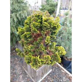 Chamaecyparis obtusa 'Nana Lutea' - Nana Lutea Hinoki Cypress 