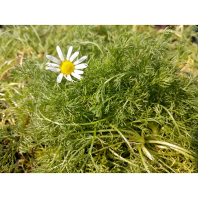 Chamaemelum nobile - Roman Chamomile