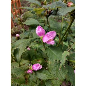 Chelone lyonii 'Hot Lips' - Hot Lips Turtlehead