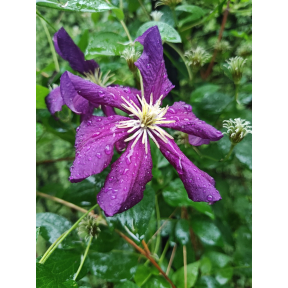 Clematis viticella ‘Etoile Violette'- Etoile Violette Purple Clematis 