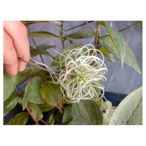 Clematis integrifolia 'Blue Ribbons' - Blue Ribbons Solitary Clematis