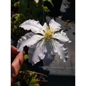Clematis x 'Gillian Blades' - Gillian Blades Hybrid Clematis