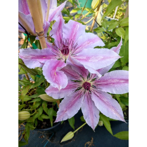 Clematis x 'Nelly Moser' - Nelly Moser Hybrid Clematis