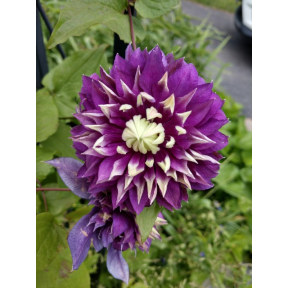 Clematis x 'Taiga' PP 27591 - Taiga Hybrid Clematis