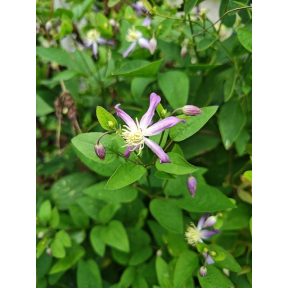 Clematis x 'Violet Stardust' PP30555 - Violet Stardust Hybrid Clematis
