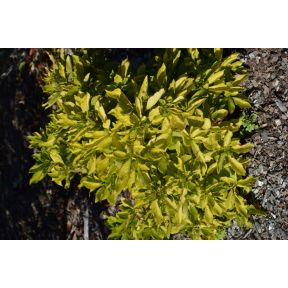 Clethra alnifolia 'Firefly' - Firefly Summersweet Clethra