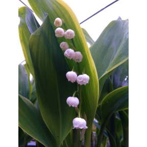Convallaria majalis 'Creme da Mint' - Cream da Mint Lily-of-the-Valley